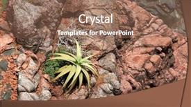  Presentation with phytochemical aloe vera - Amazing theme having topical drug - wild aloe perryi from socotra backdrop and a coral colored foreground