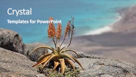  Presentation with plant - Colorful presentation theme enhanced with topical drug - wild aloe vera from socotra backdrop and a teal colored foreground