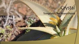  Presentation with phytochemical aloe vera - Audience pleasing theme consisting of topical drug - wild aloe vera from socotra backdrop and a coral colored foreground