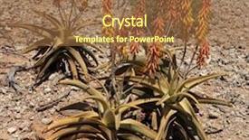  Presentation with plant - PPT layouts featuring newer and older apartment building facades in copacabana background and a tawny brown colored foreground