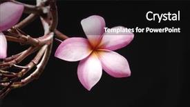  Presentation with flower memorial - Beautiful slide deck featuring topical flowers - frangipani flower isolated on back backdrop and a black colored foreground