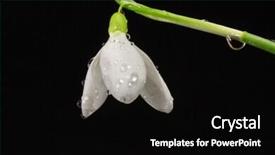  Presentation with snowdrop - PPT theme enhanced with topical flowers - snowdrop on a black background background and a  colored foreground