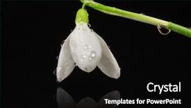  Presentation with snowdrop - PPT theme having topical flowers - snowdrop background and a black colored foreground