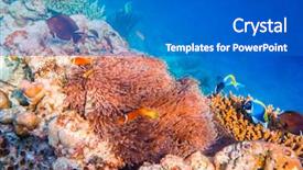  Presentation with fish ocean - PPT theme featuring topical saltwater fish clownfish - anemonefish background and a gray colored foreground