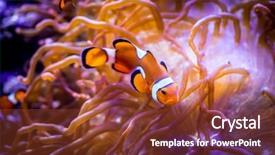  Presentation with clownfish nemo fish - PPT layouts featuring topical saltwater fish clownfish anemonefish background and a tawny brown colored foreground