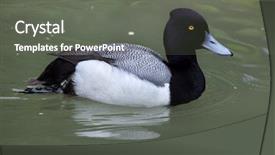  Presentation with do not disturb wildlife - Theme consisting of toppers - lesser scaup aythya affinis wildlife background and a gray colored foreground