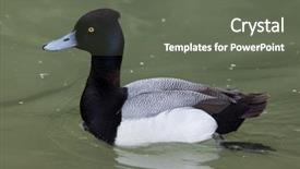  Presentation with do not disturb wildlife - Slide deck enhanced with toppers - lesser scaup aythya affinis wildlife background and a  colored foreground