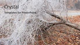  Presentation with olive tree branch ripe - Audience pleasing PPT theme consisting of bright illumination magnificent view backdrop and a cream colored foreground