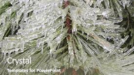  Presentation with pine trees - Presentation theme consisting of tornado damage - pine trees under heavy ice background and a gray colored foreground