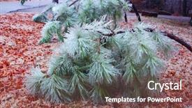  Presentation with pine trees - PPT layouts consisting of tornado damage - pine trees under heavy ice background and a violet colored foreground