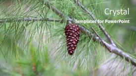  Presentation with pine cone - Cool new slide deck with torrey pine tree and pine cone backdrop and a seafoam green colored foreground