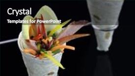  Presentation with tortilla - Beautiful PPT theme featuring tortilla stuffed with vegetables and meat backdrop and a black colored foreground