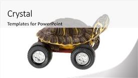  Presentation with tortoise - Cool new slides with tortoise - funny little turtle using four backdrop and a white colored foreground