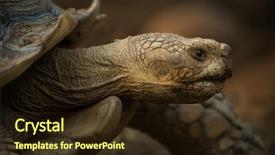 Presentation with turtle - Beautiful PPT theme featuring tortoise - giant galapagos turtle galapagos islands backdrop and a wine colored foreground