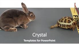  Presentation with winning - PPT theme having tortoise - turtle winning the race background and a gray colored foreground
