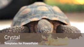  Presentation with tortoise - Presentation theme having tortoise-a-pet-land-turtle background and a tawny brown colored foreground