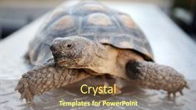 Presentation with tortoise - Slide deck having tortoise-a-pet-land-turtle background and a tawny brown colored foreground