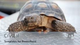  Presentation with tortoise - Beautiful slides featuring tortoise-a-pet-land-turtle backdrop and a light blue colored foreground
