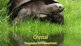  Presentation with animals zoo - Cool new presentation with tortoise geochelone nigra in zoo backdrop and a tawny brown colored foreground