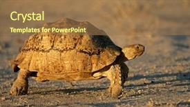  Presentation with tortoise - PPT theme enhanced with tortoise geochelone pardalis kalahari desert background and a  colored foreground