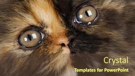  Presentation with tortoise - Slide deck featuring tortoise shell persian kitten face macro background and a tawny brown colored foreground