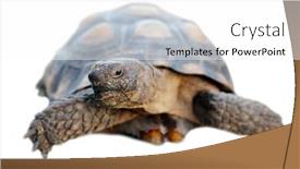  Presentation with tortoise - Slides consisting of tortoise-turtle-isolated-on-white background and a white colored foreground