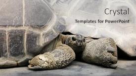  Presentation with tortoise - PPT layouts enhanced with tortoise background and a light gray colored foreground