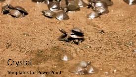 Presentation with vietnam culture pagoda - Presentation theme with tortoises in the jade emporer background and a  colored foreground