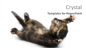  Presentation with cat - Slides featuring tortoiseshell cat 2 months in front of a white background background and a white colored foreground