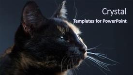  Presentation with cat - Amazing PPT theme having tortoiseshell-cat-on-grey-backrgound backdrop and a wine colored foreground