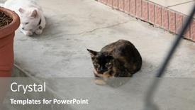  Presentation with look - Cool new presentation theme with tortoiseshell-cat-sit-and-look backdrop and a gray colored foreground