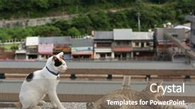  Presentation with black cat in front - Theme consisting of young man playing cello in dark room background and a dark gray colored foreground.