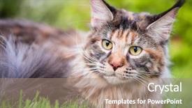  Presentation with walking cat - Colorful PPT layouts enhanced with tortoiseshell maine coon cat backdrop and a coral colored foreground