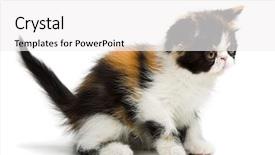  Presentation with persian - Audience pleasing theme consisting of tortoiseshell persian kitten isolated backdrop and a white colored foreground