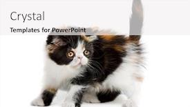  Presentation with persian - Slide deck featuring tortoiseshell persian kitten isolated on white background background and a white colored foreground