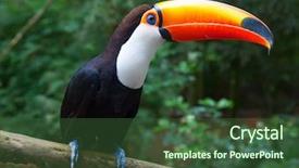  Presentation with colorful geometric pixel - Slide set featuring ornithology - colorful tucan in the wild background and a tawny brown colored foreground