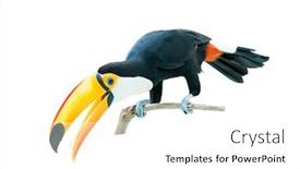  Presentation with bird - Slide deck having toucan bird in a tree branch on white isolated background background and a white colored foreground