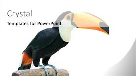  Presentation with white birch tree - Cool new slide set with toucan bird in a tree branch on white isolated background backdrop and a white colored foreground