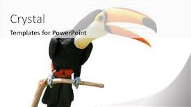  Presentation with branch - Slide deck with toucan-bird-in-a-tree background and a white colored foreground