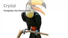  Presentation with bird - Audience pleasing slide deck consisting of toucan-bird-in-tree-branch backdrop and a white colored foreground