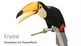  Presentation with branch - Beautiful presentation theme featuring toucan-bird-on-a-branch backdrop and a white colored foreground
