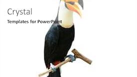  Presentation with branch - Presentation with toucan-bird-on-a-branch background and a white colored foreground