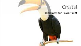  Presentation with branch - Presentation theme having toucan-bird-on-a-branch background and a white colored foreground