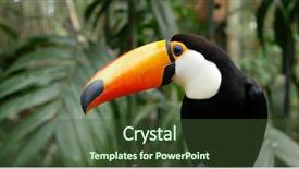  Presentation with bird - PPT theme featuring toucans - toucan bird on the forest background and a tawny brown colored foreground