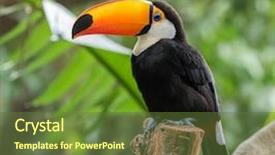  Presentation with bird - PPT theme with toucan bird on the forest background and a tawny brown colored foreground