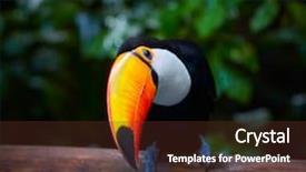  Presentation with amazon forest rainforest in brazil - PPT theme enhanced with tucan - toucan on the branch background and a tawny brown colored foreground
