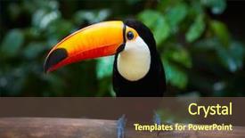 Presentation with tropical forest - Presentation design enhanced with avian - toucan on the branch background and a tawny brown colored foreground