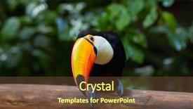  Presentation with amazon forest rainforest in brazil - Slide set with tucan - toucan on the branch background and a tawny brown colored foreground