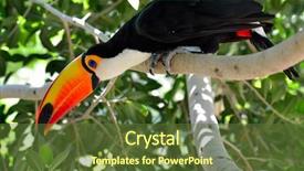  Presentation with outdoor worker safety - Beautiful PPT layouts featuring toucans - toucan outdoor - ramphastos sulphuratus backdrop and a tawny brown colored foreground