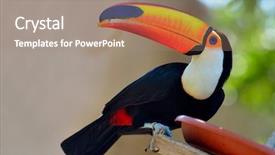  Presentation with outdoor movie - Colorful slides enhanced with toucans - toucan outdoor - ramphastos sulphuratus backdrop and a coral colored foreground